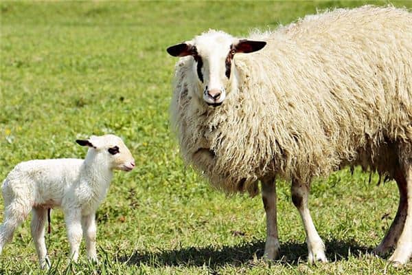 梦见羊下羊羔是什么意思 梦见羊下羊羔是什么意思