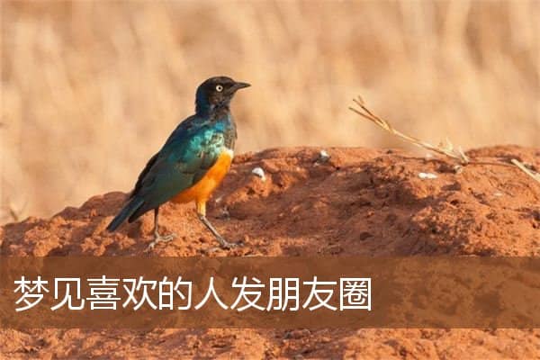 梦见喜欢的人发朋友圈