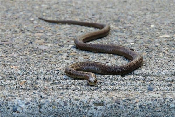 梦见会飞的蛇是什么意思 梦见会飞的蛇是什么意思