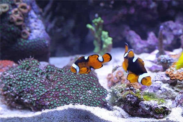 梦见鱼缸碎了是什么意思 梦见鱼缸碎了是什么意思