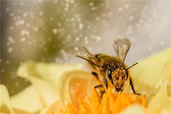 梦见蜂蛰自己是什么意思 梦见蜂蛰自己是什么意思