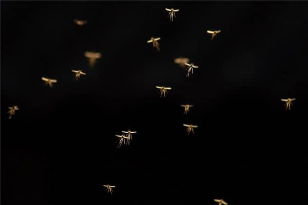 梦见苍蝇成群是什么意思 梦见苍蝇成群是什么意思