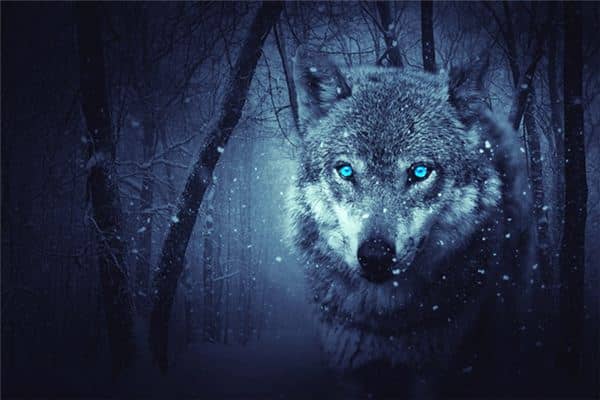 梦见狼咬自己是什么意思 梦见狼咬自己是什么意思