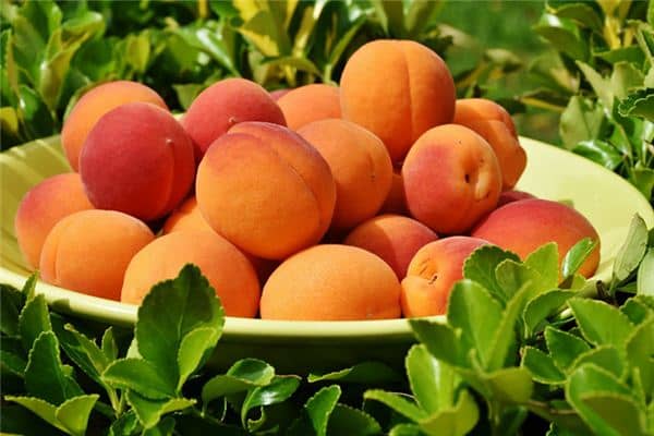 梦见吃成熟杏是什么意思 梦见吃成熟杏是什么意思