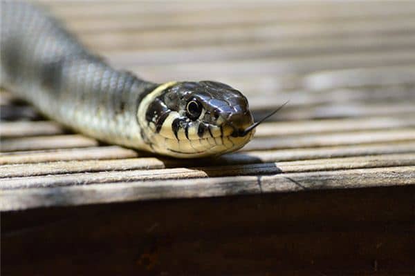 梦见蛇跟黄鳝是什么意思 梦见蛇跟黄鳝是什么意思
