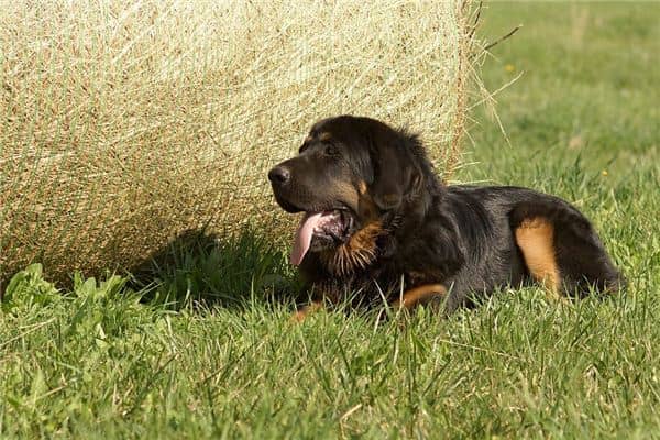 梦见被藏獒咬是什么意思 梦见被藏獒咬是什么意思