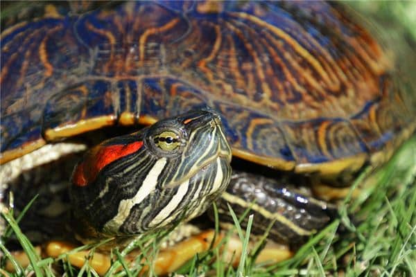 梦见蛇和乌龟是什么意思 梦见蛇和乌龟是什么意思