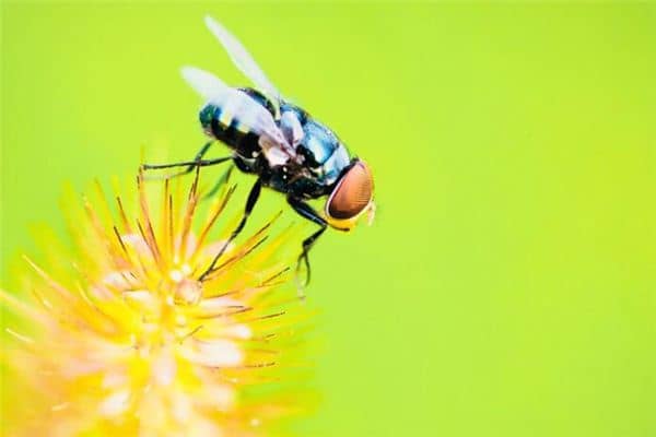 梦见苍蝇满屋飞 梦见苍蝇满屋飞