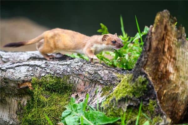 梦见黄鼠狼咬自己 梦见黄鼠狼咬自己