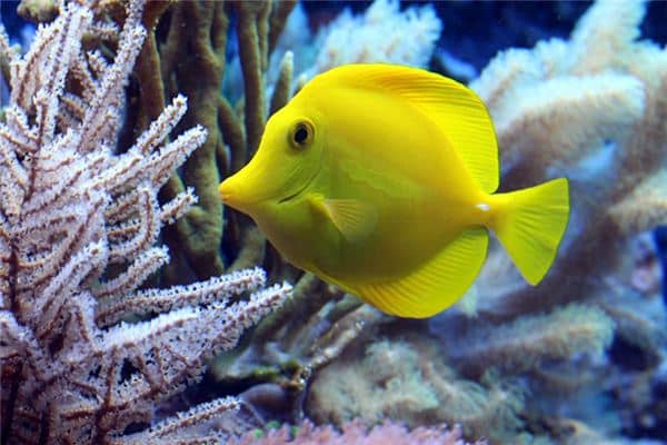 梦见黄色的鱼是什么意思 梦见黄色的鱼是什么意思