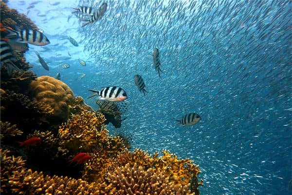 梦到被鱼咬到手 梦到被鱼咬到手