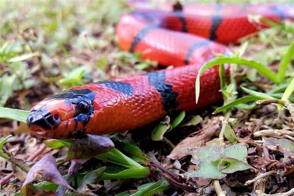 梦见一条红色的蛇 梦见一条红色的蛇