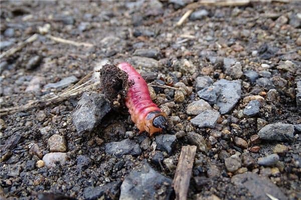 梦见蛆虫满地是什么意思 梦见蛆虫满地是什么意思