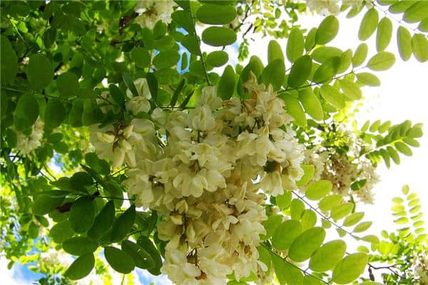 梦见洋槐花开是什么意思 梦见洋槐花开是什么意思