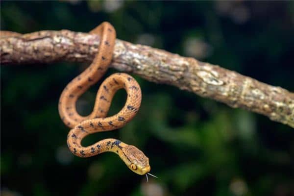 梦见小蛇缠身是什么意思 梦见小蛇缠身是什么意思