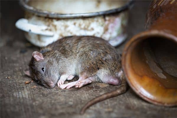 梦见老鼠流血是什么意思 梦见老鼠流血是什么意思