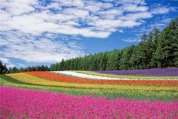 梦见满山的花开得很漂亮 梦见满山的花开得很漂亮