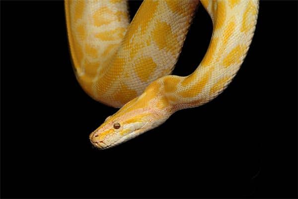 梦见蟒蛇进屋是什么意思 梦见蟒蛇进屋是什么意思