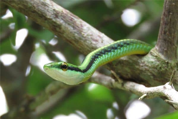 梦见一条青蛇是什么意思 梦见一条青蛇是什么意思