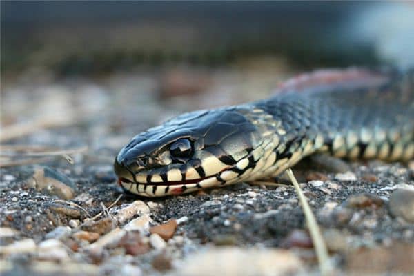 梦见脚被蛇咬是什么意思