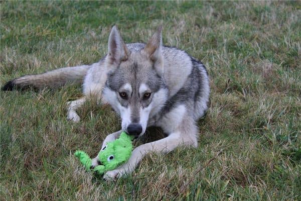 梦见狼狗追着咬我 梦见狼狗追着咬我