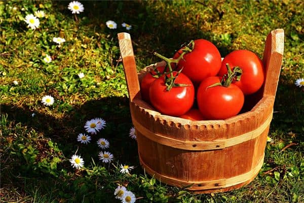 梦见摘西红柿是什么意思 梦见摘西红柿是什么意思