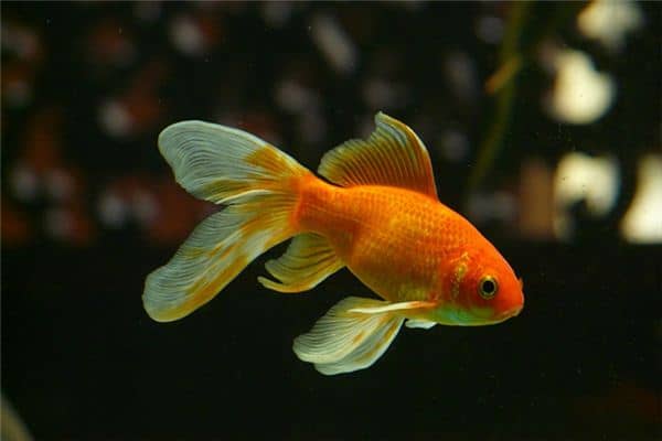 梦见金色的鱼是什么意思 梦见金色的鱼是什么意思