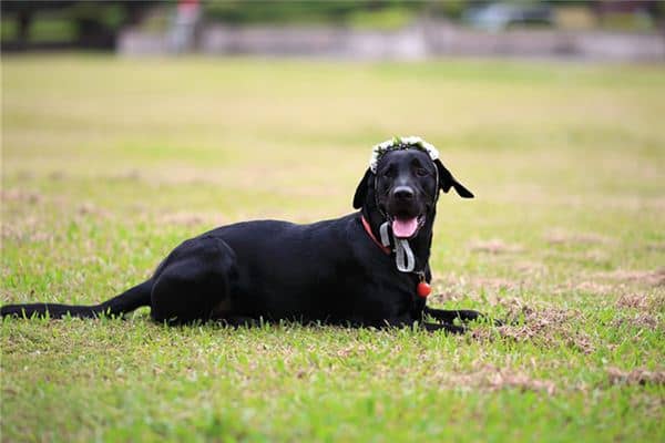 梦见黑狗死了是什么意思 梦见黑狗死了是什么意思