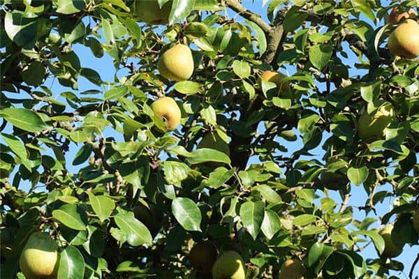 梦见满树的梨是什么意思 梦见满树的梨是什么意思