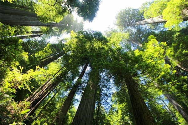 梦见参天大树是什么意思 梦见参天大树是什么意思