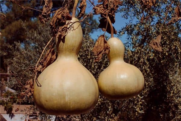 梦见女人葫芦是什么意思 梦见女人葫芦是什么意思