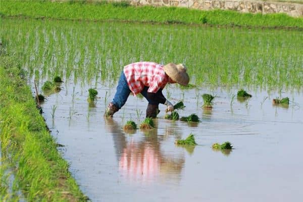 梦见稻田秧苗是什么意思 梦见稻田秧苗是什么意思