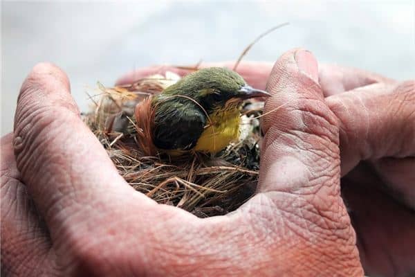 梦见抓住小鸟是什么意思 梦见抓住小鸟是什么意思