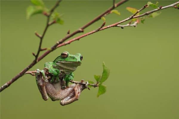 梦见蛇和青蛙是什么意思 梦见蛇和青蛙是什么意思
