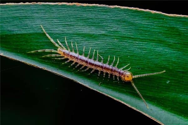 梦见被蜈蚣咬是什么意思 梦见被蜈蚣咬是什么意思