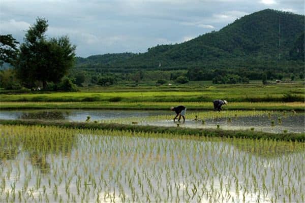 梦见田里插秧是什么意思 梦见田里插秧是什么意思