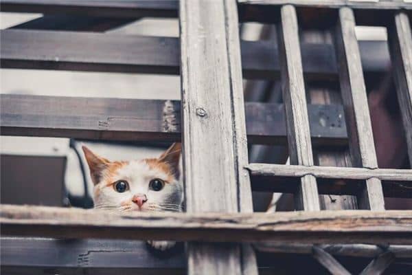 梦见躲藏逃跑是什么意思 梦见躲藏逃跑是什么意思