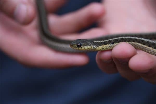 梦见床上有蛇是什么意思 梦见床上有蛇是什么意思