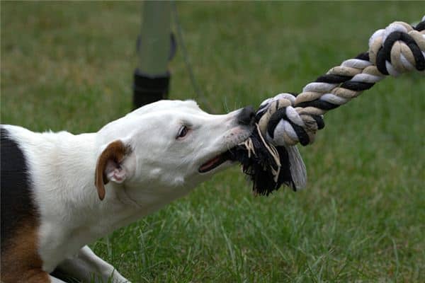 梦见狗咬自己但没咬到 梦见狗咬自己但没咬到