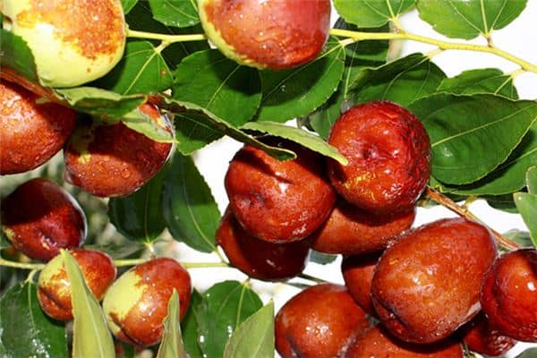 梦见枣开了花是什么意思 梦见枣开了花是什么意思