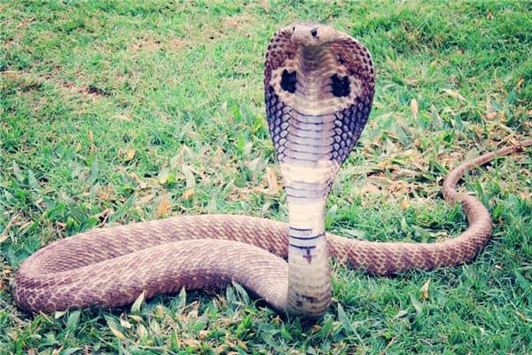 梦见与蛇搏斗是什么意思 梦见与蛇搏斗是什么意思