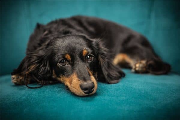 梦见被狗叫醒是什么意思 梦见被狗叫醒是什么意思