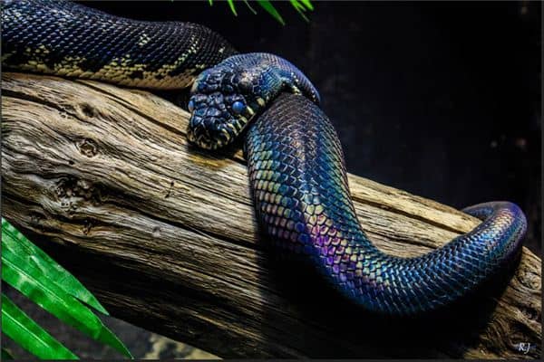 梦见紫色的蛇是什么意思 梦见紫色的蛇是什么意思