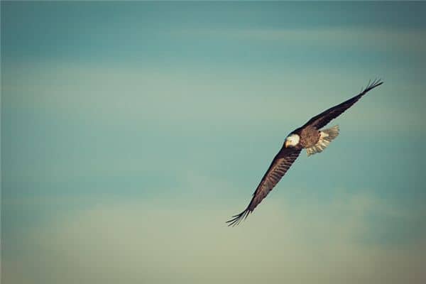 梦见老鹰啄我是什么意思 梦见老鹰啄我是什么意思