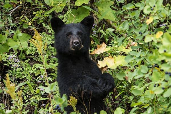 梦见黑熊追我是什么意思 梦见黑熊追我是什么意思