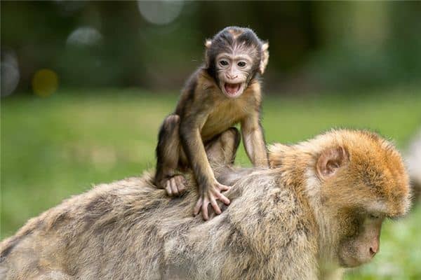 梦见猫子变猴是什么意思 梦见猫子变猴是什么意思