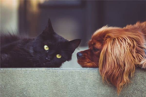 梦到猫和狗同时出现 梦到猫和狗同时出现