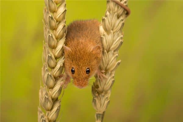 梦到被老鼠咬手 梦到被老鼠咬手
