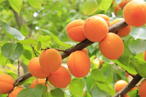 梦见杏子树硕果累累 梦见杏子树硕果累累
