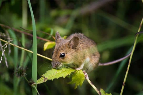梦见踩死老鼠是什么意思 梦见踩死老鼠是什么意思
